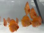 Discus Fish