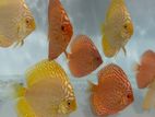 Discus fish