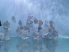 Discus Fish