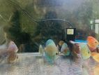 Discus Fish
