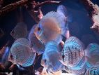 DISCUS FISH