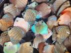Discus Fish