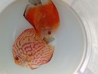 Discus Fish
