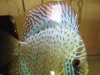 Discus Fish