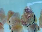 Discus Fish ( Leopard )