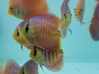 Discus Fish : Leopard