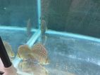 Discus Fish