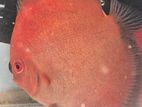 Discus Fish Pair