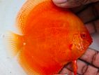 Discus Fish-Red Eye Albino