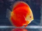 Discus Fish Red Melon