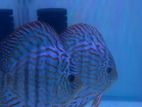 Discus Fish Red Turquoise