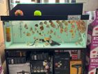 Discus Fish with 4 Feet Tank