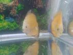 Discus Fish Yellow