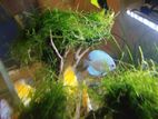 Discus Fishes