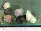 Discus Fishes