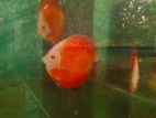 Discus Fishs