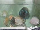 Discus Fish