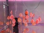 Discus Fish