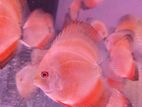 Discus Fish