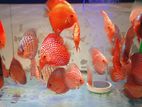 Discus Fish