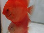 Discus Fish