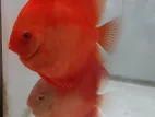 Discus Fish