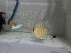 Discus Fish