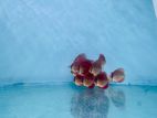 Discus Fish