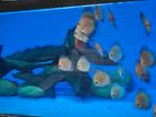 Discus Fish