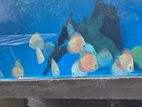 Discus Fish