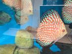 Discus Fish