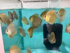 Discuss Fish