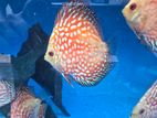 Discus