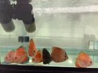 Discus Fish