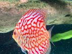 Discus