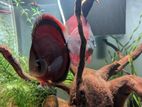 Discus Fish