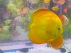 Discus Fish