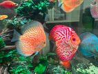 Discus Fish