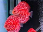 Discus