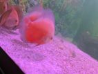 Discus Fish