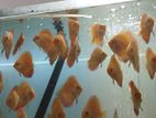 Discus Fish