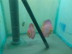Discus Fish