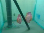 Discus Fish