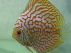 Discus Fish