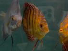 Discus Fish