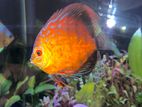 Discus Fish