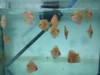 Discus