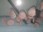 Discus Fish