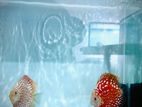 Discus Fish