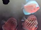 Discus Pair Fish